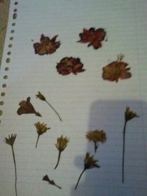 Dry Flowers