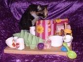 Cat Activity Board ( Fummelbrett )