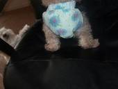 Doggie Diaper