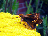 Hidden Beauty