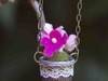 Small_full_thimbleflowernecklace1_1314371381
