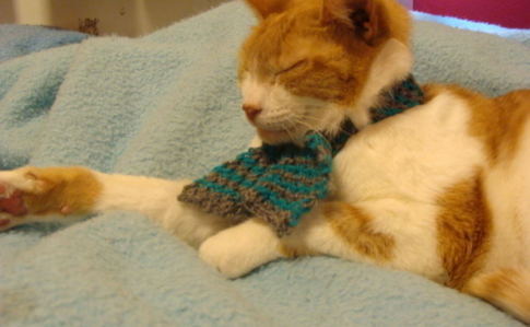 Cat Scarf