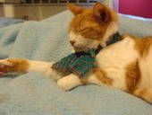 Cat Scarf