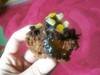 Small_full_marma_1315946441