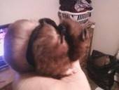 Hamster Leash