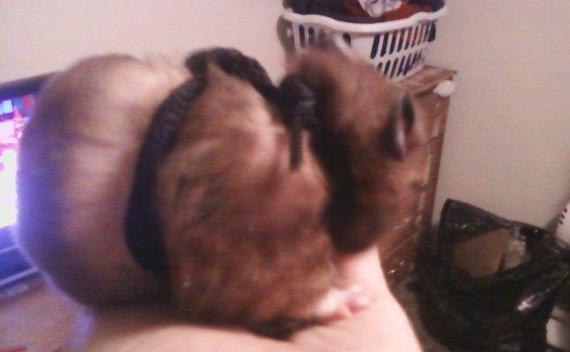 Hamster Leash