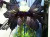 Fairy Wings