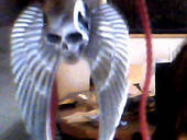 All One Zipper Necklace Skull Beads And Wings On This One