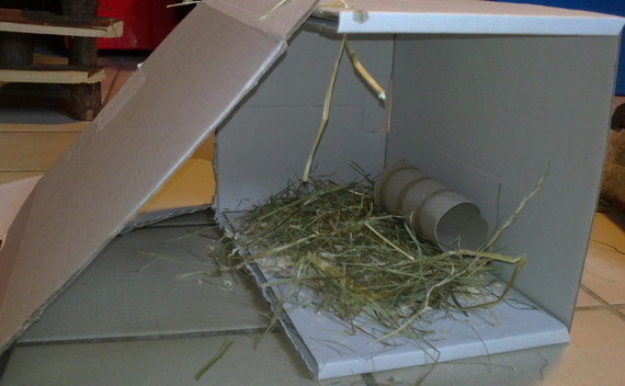 Rodents Camp