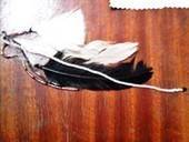 Diy Fashion Feather Earrings!!!