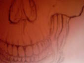 Skull Drawing