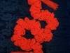 Small_full_orangescarf002_1199923901