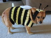 Cricket Turns Into A Bumblebee!