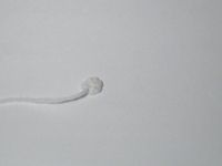 Step 6