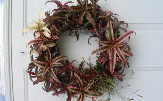 Bromelaid Living Wreath