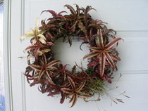 Bromelaid Living Wreath