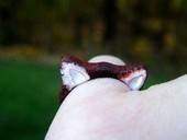 Red Panda Ears Ring