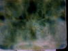 Small_full_picture_139_1324518454