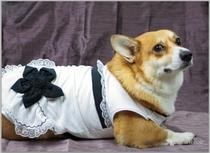 Party Dress For A Corgi