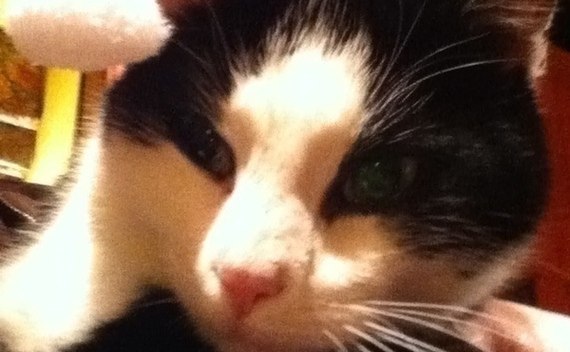 Santa Cat Hat!