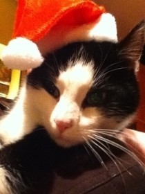 Santa Cat Hat!