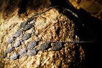 Owl Necklace