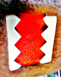 My Felt Domo Kun Made With Inspiration From Co&K's Members..!