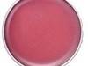 Small_brambleberry-rose