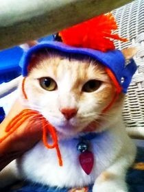 No Sewing Needed Kitty Hat