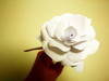 Small_img_8617