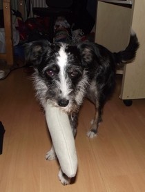 The Most Simple Dog Toy