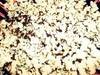 Small_popcorn_treat