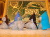 Small_dsc02853