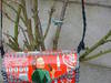 Small_dscf0334