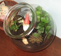 Gnome Terrarium