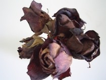Gothic Roses