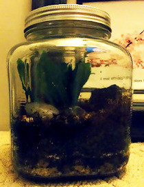 Terrariums