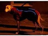 Pet Pixie Dog Coat
