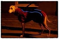 Pet Pixie Dog Coat