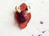 Small_moose-jilly