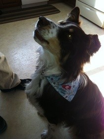 Dog Scarf