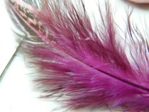 Dyed Feathers
