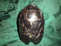 Large Dragon Egg