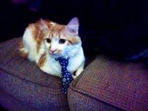 Neck Tie Cat Collar