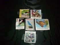 Birding Scrapbook