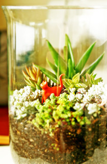 Succulent Terrarium