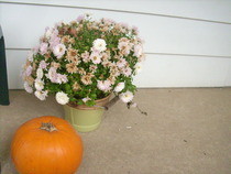 Flower Photos