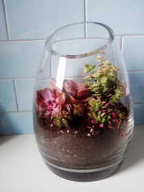 Succulent Terrarium
