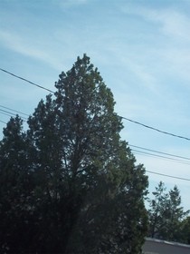 Trees Photography Collection