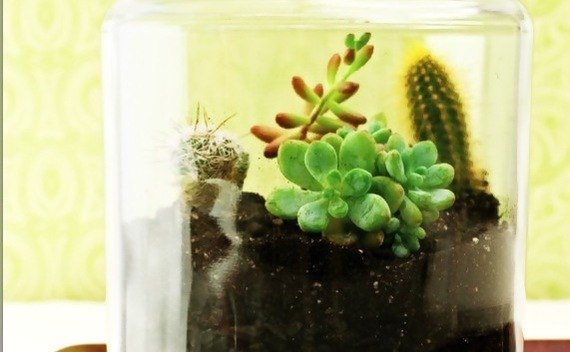 Terrarium